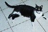 cat.jpg