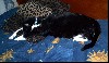 cat10.jpg