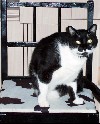 cat11.JPG