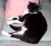 cat12.JPG