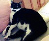 cat13.JPG