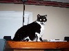 cat13edited.jpg