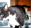cat15.jpg