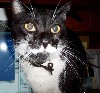 cat16.jpg