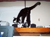 cat17.jpg