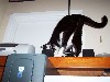 cat18.jpg