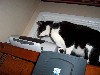 cat19.jpg