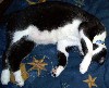 cat2.jpg