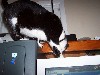 cat22.jpg