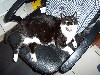 cat23.jpg