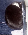 cat25.JPG
