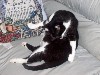 cat26.JPG