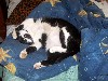 cat27.JPG