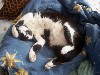 cat28.JPG