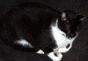 cat4.jpg