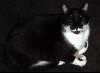 cat5.jpg