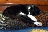 cat7.jpg