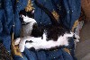cat9.jpg