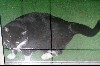 catlockedout.JPG