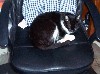 robbedbycat.jpg