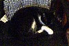 robbedbycat2.jpg