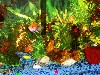 fish.JPG
