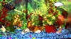 fish2.JPG