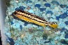 fish5.JPG