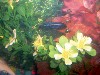 fish7.JPG
