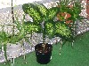 IMG_0188.jpg